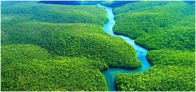 Green Bonds: A Innovative Financial Solution for the Amazon Rainforest